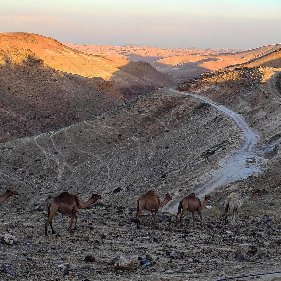 Dead Sea Desert'S Edge 아라드 외부 사진